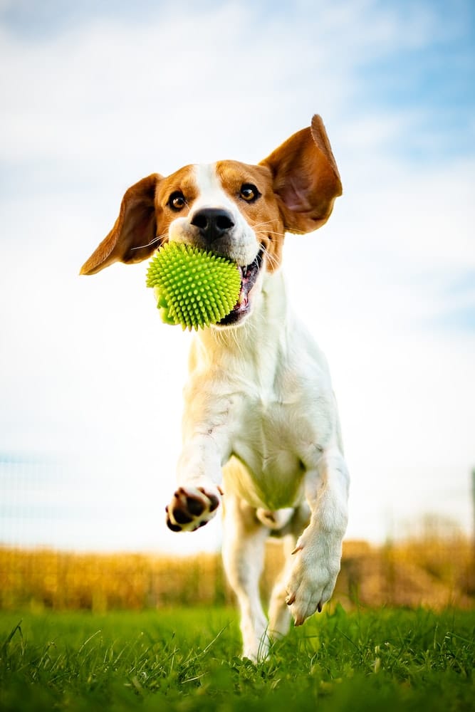 Jardin pour chiens : guide pour bien l’aménager