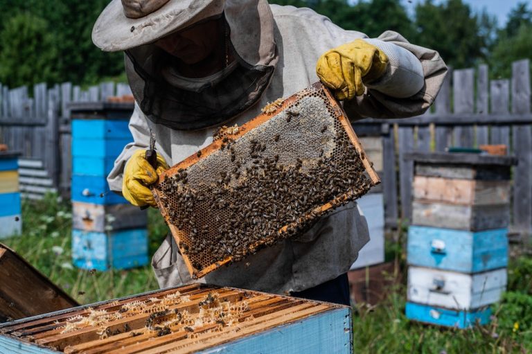 Comment construire une ruche urbaine sur son toit et produire son propre miel ?